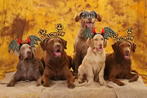Treating: Chesapeake Bay Retrievers lying next to each other wearing H