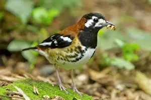 Zoothera: Chesnut-backed Thrush