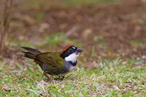 Alajuela: Chesnut-capped Brush-finch Arremon brunneinucha Alajuela, Co