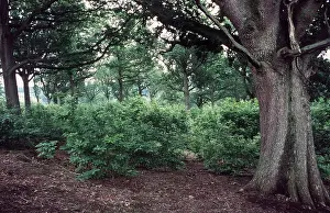 Ardea London: CHESNUT COPPICE - with Oak Standards