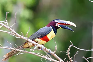Aracaris: Chesnut Eared Aracari