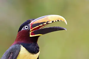 Bills: Chesnut Eared Aracari