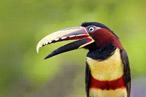 Bills: Chesnut Eared Aracari