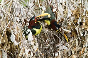 Stealing: Chesnut Eared Aracari