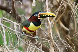 Aracaris: Chesnut Eared Aracari