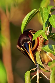 Aracaris: Chesnut Eared Aracari Pantanal area Mato Grosso