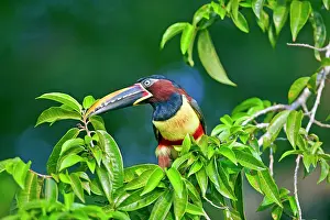 Aracaris: Chesnut Eared Aracari Pantanal area Mato Grosso