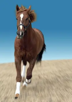 Chesnut: Chesnut horse galloping front-on