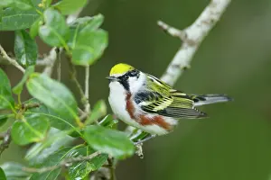 Pensylvanica: Chesnut-sided Warbler