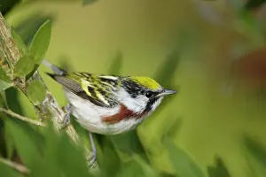 Sided: Chesnut-sided Warbler - male on Spring migration
