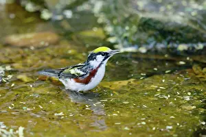 Sided: Chesnut-sided Warbler - male washing