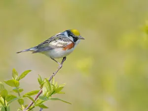 Sided: Chesnut Sided Warbler Setophaga pensylvanica Magee