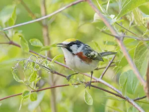 Sided: Chesnut Sided Warbler Setophaga pensylvanica Magee