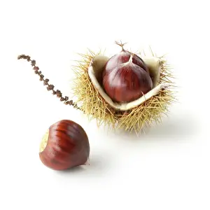 Castanea: Chestnut