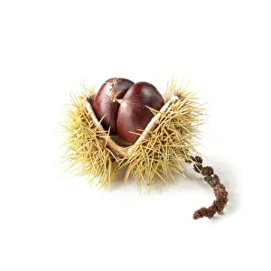 Castanea: Chestnut
