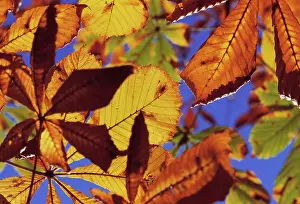 Castanea: Chestnut