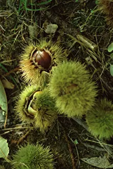 Castanea: Chestnut