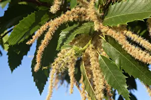 Castanea: Chestnut