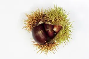 Castanea: Chestnut