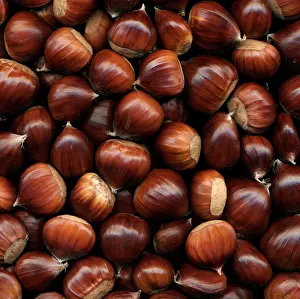Castanea: Chestnut