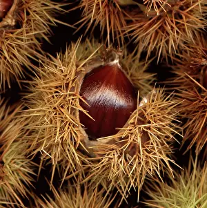 Castanea: Chestnut