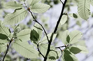 Castanea: Chestnut