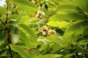 Castanea: Chestnut