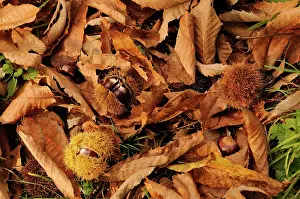 Castanea: Chestnut