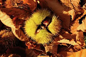 Castanea: Chestnut