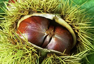Castanea: Chestnut