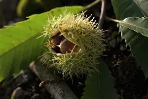 Castanea: Chestnut