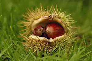 Castanea: Chestnut