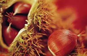 Castanea: Chestnut