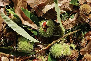 Castanea: Chestnut
