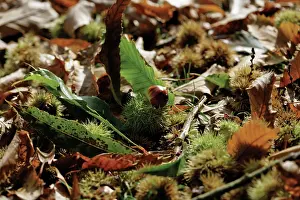 Castanea: Chestnut