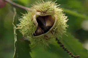 Beginning: Chestnut