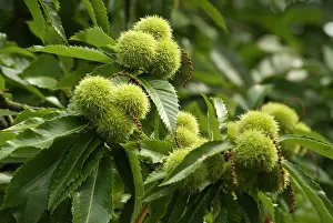 Castanea: Chestnut