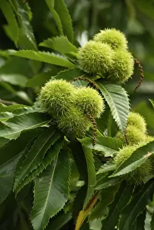 Castanea: Chestnut