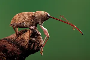 Weevils: Chestnut / Acorn Weevil