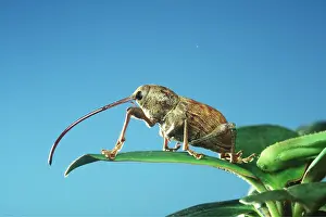 Acorn: Chestnut / Acorn WEEVIL