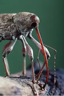Ugly: Chestnut / Acorn WEEVIL - boring wood, feeding