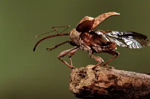 Weevils: Chestnut / Acorn Weevil - taking off