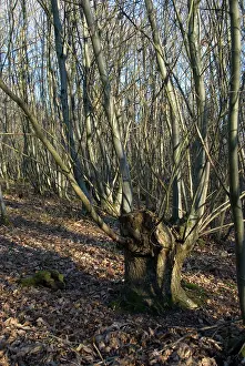 Stool: Chestnut - Ancient coppice stool