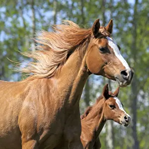Galloping: Chestnut Arabian Mare and few day old Foal galloping