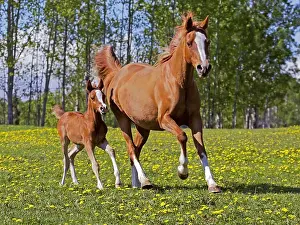 Galloping: Chestnut Arabian Mare and Foal galloping in meadow