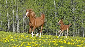 Galloping: Chestnut Arabian Mare and few week old Foal galloping