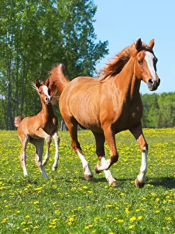 Galloping: Chestnut Arabian Mare and few week old Foal running