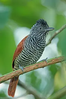 Palliatus: Chestnut-backed Antshrike (Thamnophilus palliatus