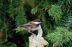 Chickadees: Chestnut-backed Chickadee