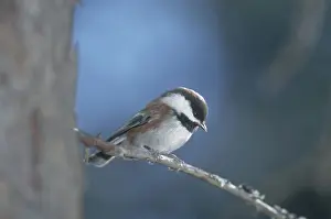 Poecile: Chestnut-backed Chickadee